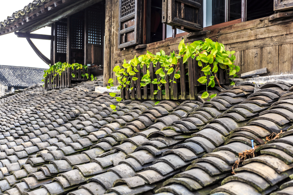 Moss growing between asphalt roof shingles on a residential home in Vancouver, BC